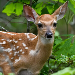 White tailed deer fawn.