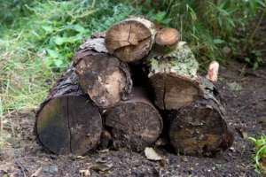 Stacked logs in a woodpile.