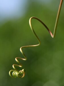 A winding, spiral tendril from a plant vine.