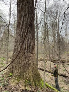 Naturalist John Kolar is dwarfed by a large tulip tree at the West Woods.
