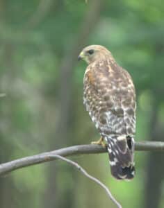 Red-shouldered hawk perched in a tree.