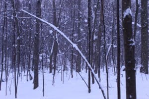 Snow on a stand of young trees at the West Woods.
