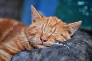 Sleeping cat