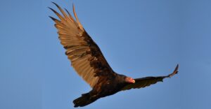 A soaring turkey vulture