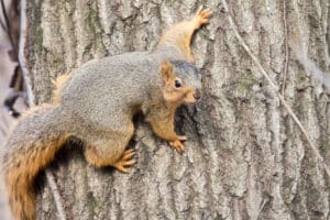 Eastern fox squirrel