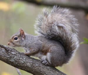 Eastern gray squirrel