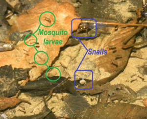 Photo of invertebrates in a pool of water.